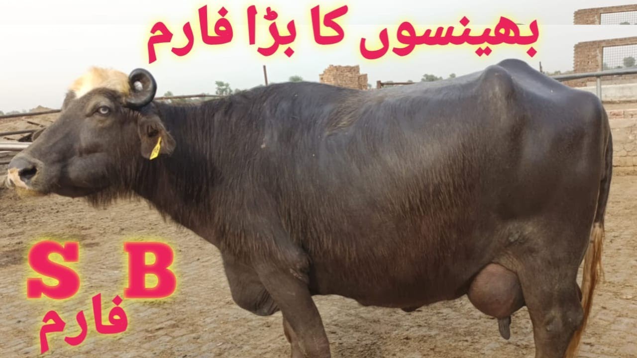 Large buffalo farm in Faisalabad Ch Bashart Jaspal S B Dairy farm