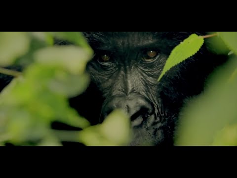 Vídeo: Parque Nacional Virunga: O Guia Completo