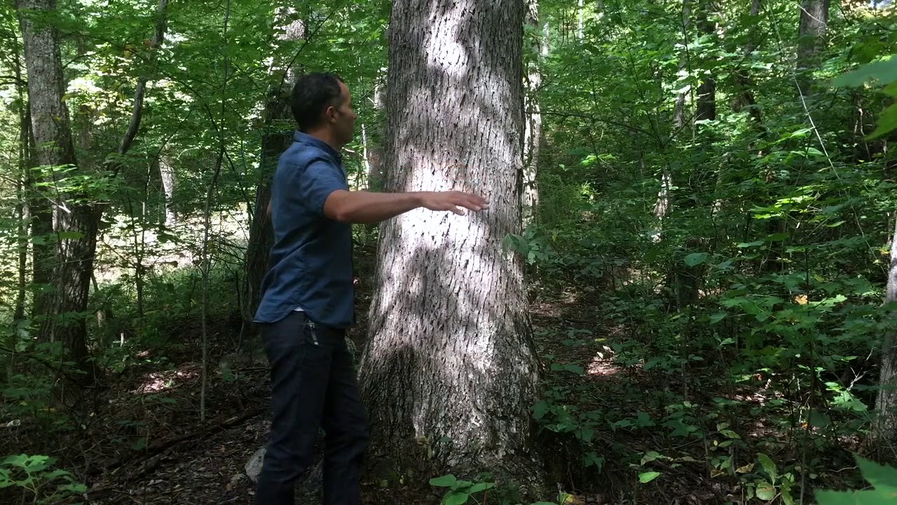 Picking trees to support your treehouse