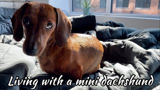 You know you live with a mini dachshund when... (Part II)