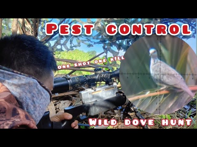 Wild Dove hunting/ Pest control class=