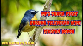 suara pikat burung teledekan mini sikatan bodoh