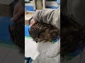【フクロウ】甘えにきたよ