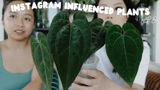 social media made us do it 😐 feat. @youdontevengrowhere
last year i posted this video (https://youtu.be/JFcz8FJRI8Y) called instagram influenced plants where i showcased a few plants that i only really acquired because of IG, so i decided to continue that conversation with my best pal! we both show 5 plants in our collections that we have because of social media influencing powers. so come hang with us for the next hour or so! :)
dont forget to follow alice @youdontevengrowhere and join our discord! https://discord.gg/ACnAxWZYAq
also i always get comments when i wear this outfit so heres a link to them! https://shorturl.at/bANR9
〰️
MENTIONS:
→ amanda: instagram.com/_bunnyyy /
→ lauren: @northshoretropicals
→ BWH plant co: https://bwhplantco.com/ (code UNPLANTPARENTHOOD for 15% off)
〰️
PRODUCT MENTIONS:
→ barrina 10W light: https://amzn.to/3OMt9x6
⚠️ All clear vessels are from thrift stores! ⚠️
〰️
☻ Instagram ☻
@unplantparenthood
instagram.com/unplantparenthood
〰️
☻ Shop all my plant favourites (affiliate links) ☻
https://linktr.ee/unplantparenthood/
〰️
Music courtesy of @epidemicsound social media made us do it 😐 feat. @youdontevengrowhere