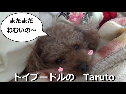 リラックスモードなTarutoをまとめてみた!!　トイプードルのTaruto