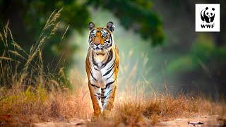 Safari with Suyash Ep 2: Land of the Tiger | #WWFVoices