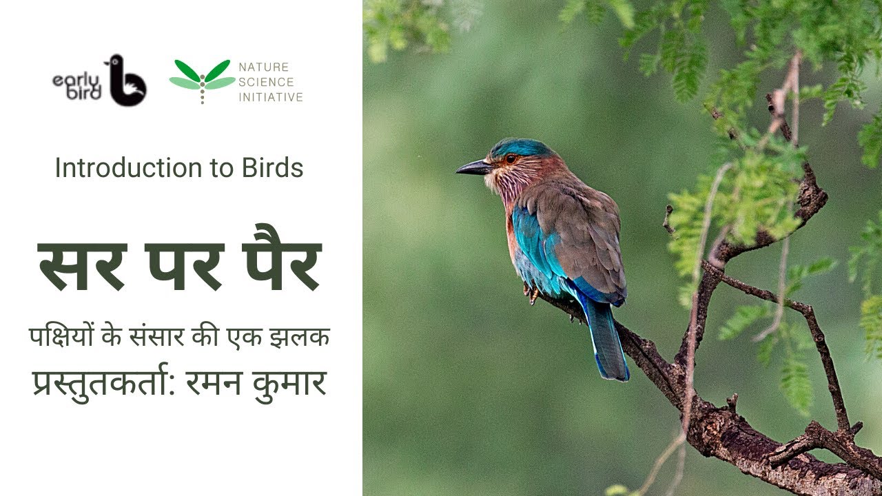 essay on importance of birds in our life in hindi