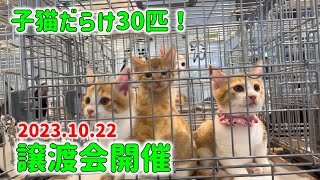 総勢30匹子猫だらけの譲渡会の様子【Japanese cat adoption event】