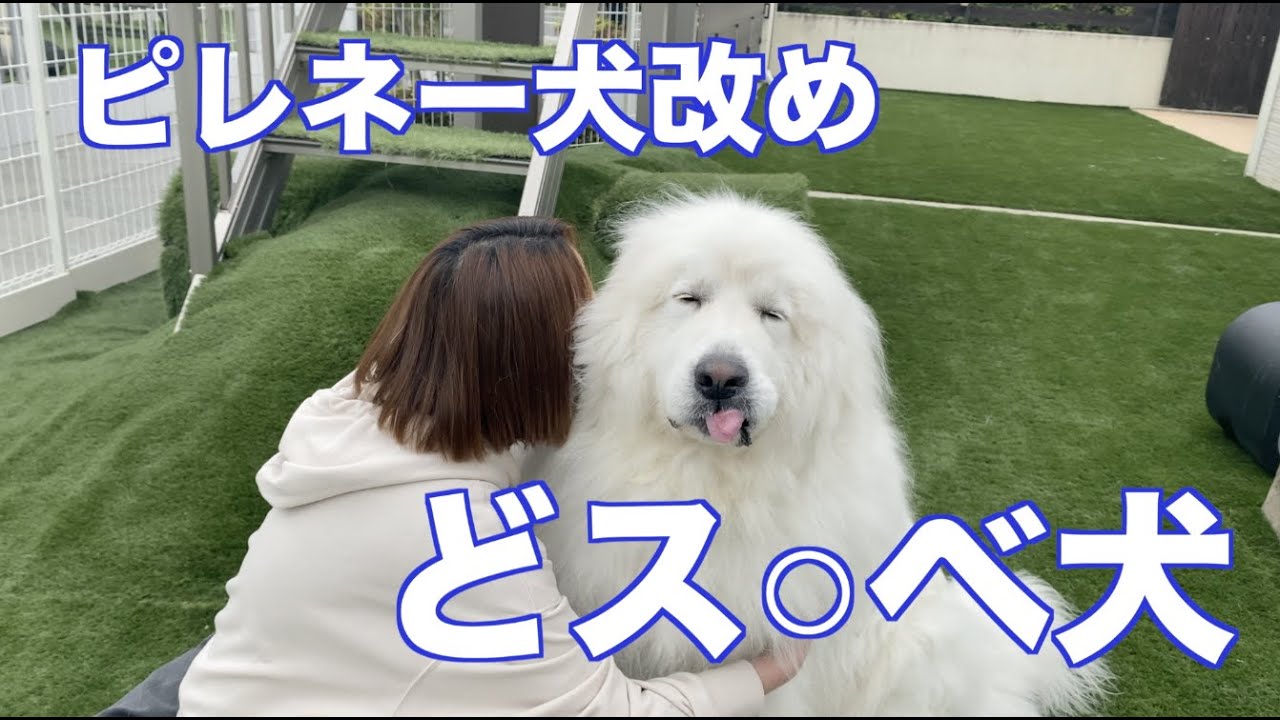 かわいい女性にメロメロ グレートピレニーズ アル♂