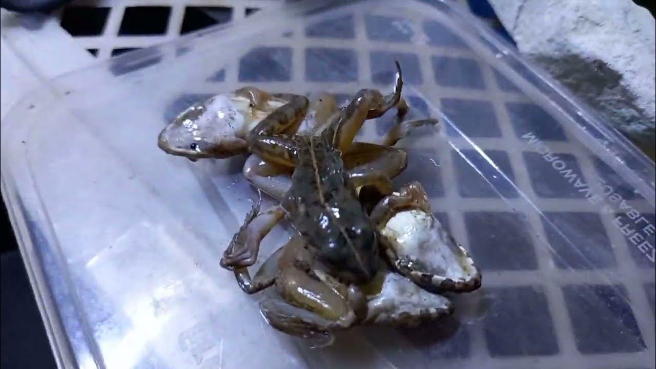 live feeding piranha fish eat frogs [warning live feeding] YouTube