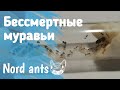Колония самых неприхотливых муравьёв | Tetramorium caespitum #матка#муравьи#природа#флорида#сауна