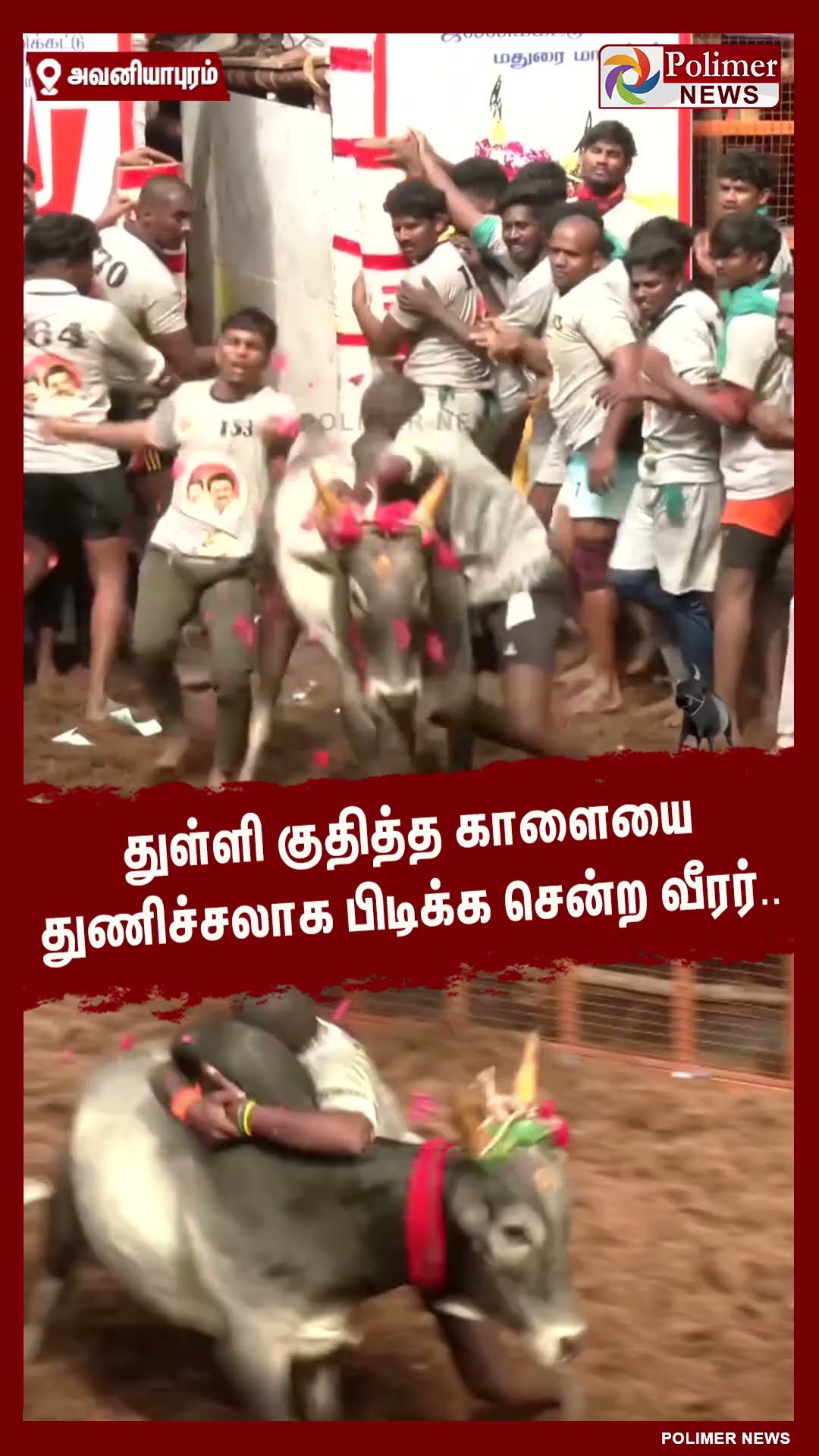 துள்ளி குதித்த காளையை துணிச்சலாக பிடிக்க சென்ற வீரர்.. #shorts | #avaniyapuramjallikattu