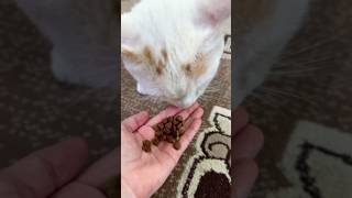 #смех #юмор #cat #кот #приколы #котушка #веселыекоты #прикольныекоты #pets #видосыоткота