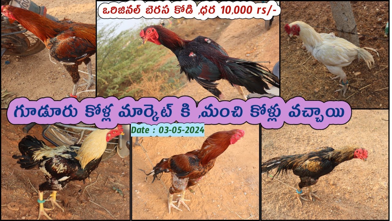 Gudur natu kollu market Friday : 03-05-2024 | Gudur kolla santha #gudurukollamarket #berasa #aseel