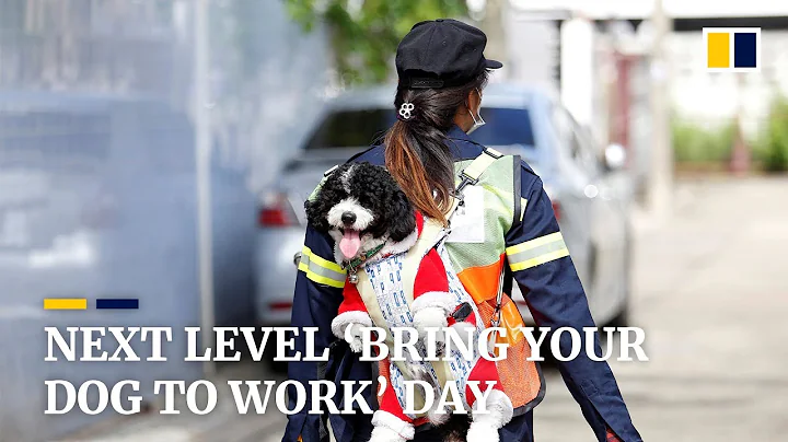 Next level ‘bring your dog to work’ day - DayDayNews