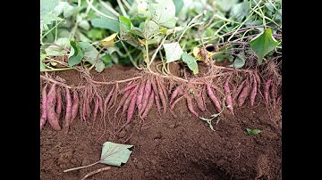 Kỹ thuật chăm sóc cây khoai lang giúp nhà nông làm giàu