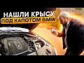 НАШЛИ КРЫСУ ПОД КАПОТОМ/ЗАРАБОТАЛ 100 000₽ ??/ САНКТ-ПЕТЕРБУРГ