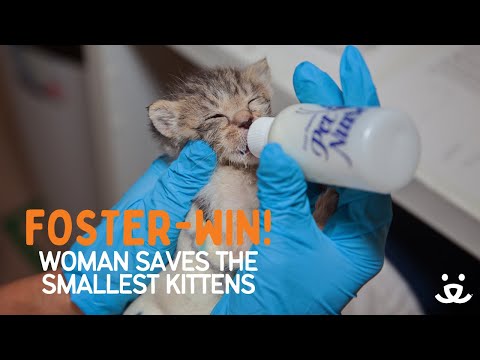 Foster-Win! How fostering bottle baby kittens saves lives