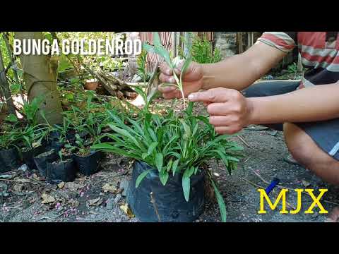 Video: Menanam Goldenrod Di Taman - Apa Manfaat Tanaman Goldenrod?