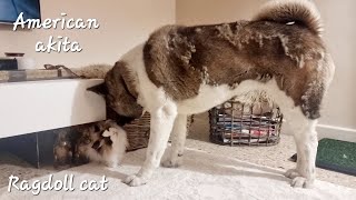 Ep. 109 Cute Ragdoll cat playing with Akita dog_Mica Machi by micamachi 61 views 1 year ago 50 seconds