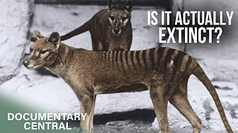 Maybe the Tasmanian Tiger isn't such a Tall Tale | FULL Cryptid Documentary
