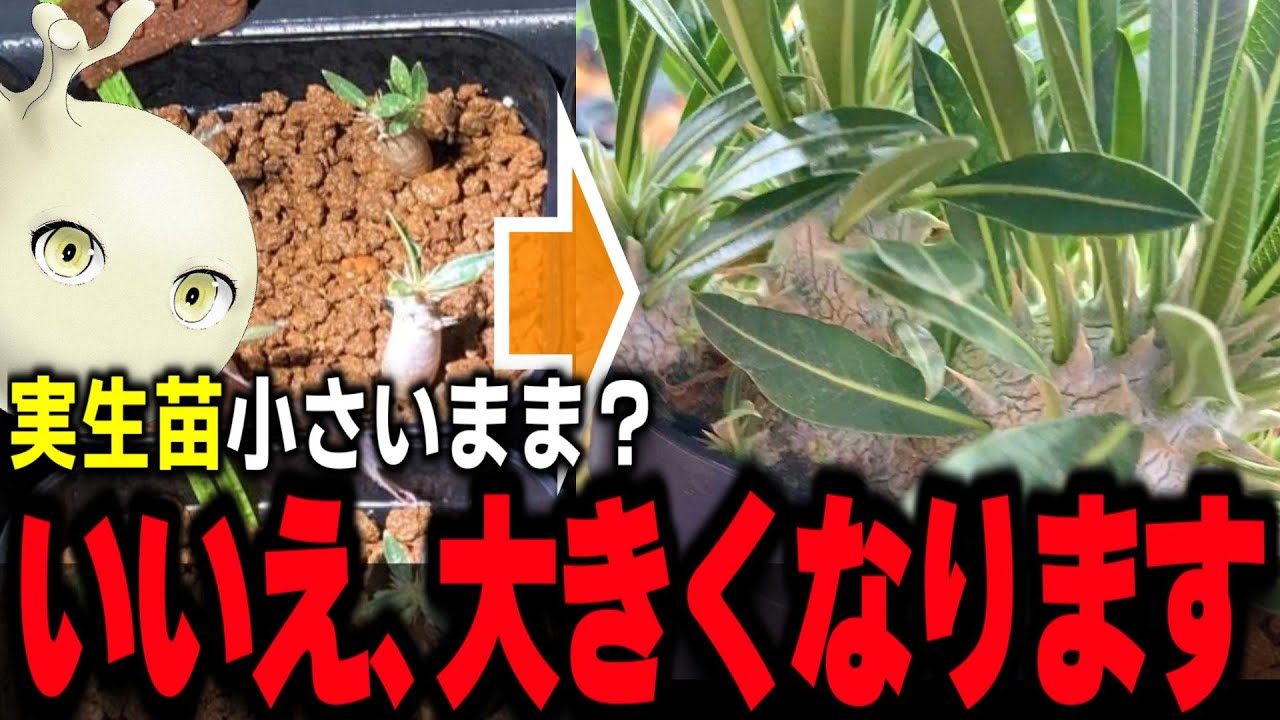ずっと小さかった実生パキポが大きく太くなった育て方【塊根植物】