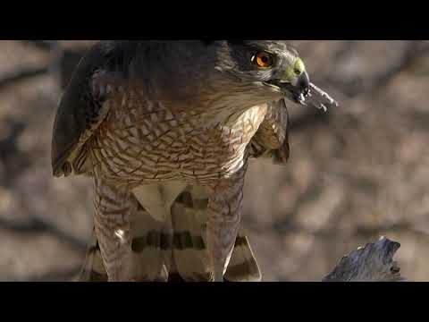 Videó: Hány Cooper Hawk étterem van?