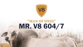 Mr. V8 604/7 "Man of Steel" International Champion Brahman Bull