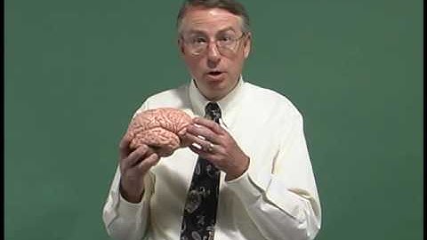 Neuro Exam ; Mental Status : Anatomy Introduction