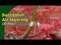 How to succesfully air layer trees  two tips to avoid failure and explained on a japanese maple