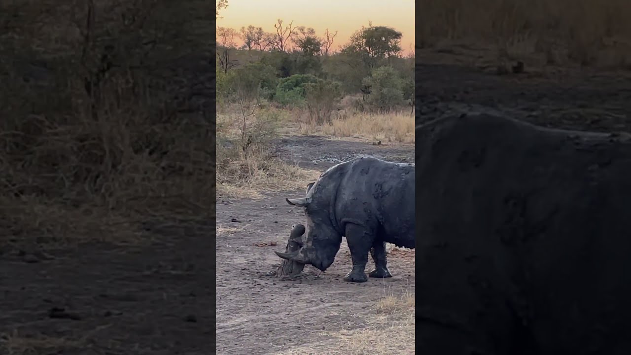 Rhino Spotted At Sunset