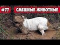 Смешные животные - собака в грязи | Bazuzu Video ТОП подборка 77 декабрь 2017