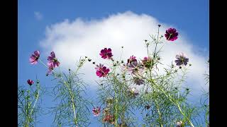 Tchaikovsky - Waltz Of The Flowers-Daniel Barenboim