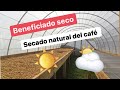 Beneficiado seco de café  - secado natural