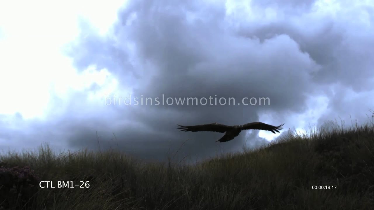 Golden Eagle Take Off In Slow Motion Shot On Phantom Hd Gold 6 Shots