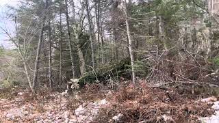 Winter Whitetail Habitat Project