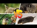 Female Animals With Pseudo Penises 