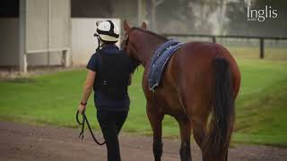 Inglis Insights  Yearling prep at Coolmore Stud