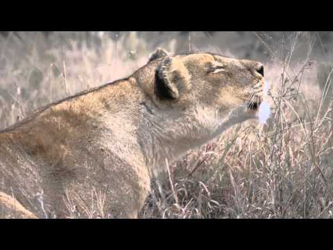 Video: Kada riaumoja liūtės?