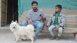कुत्ते के मालिक ने बतलाया Pomeranian dog की खासियत! by Pomtoy Anurag 9,670 views 2 months ago 4 minutes, 27 seconds