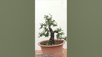 pruning bonsai trees #686 #shorts #bonsai #nature #fruit #shortvideo