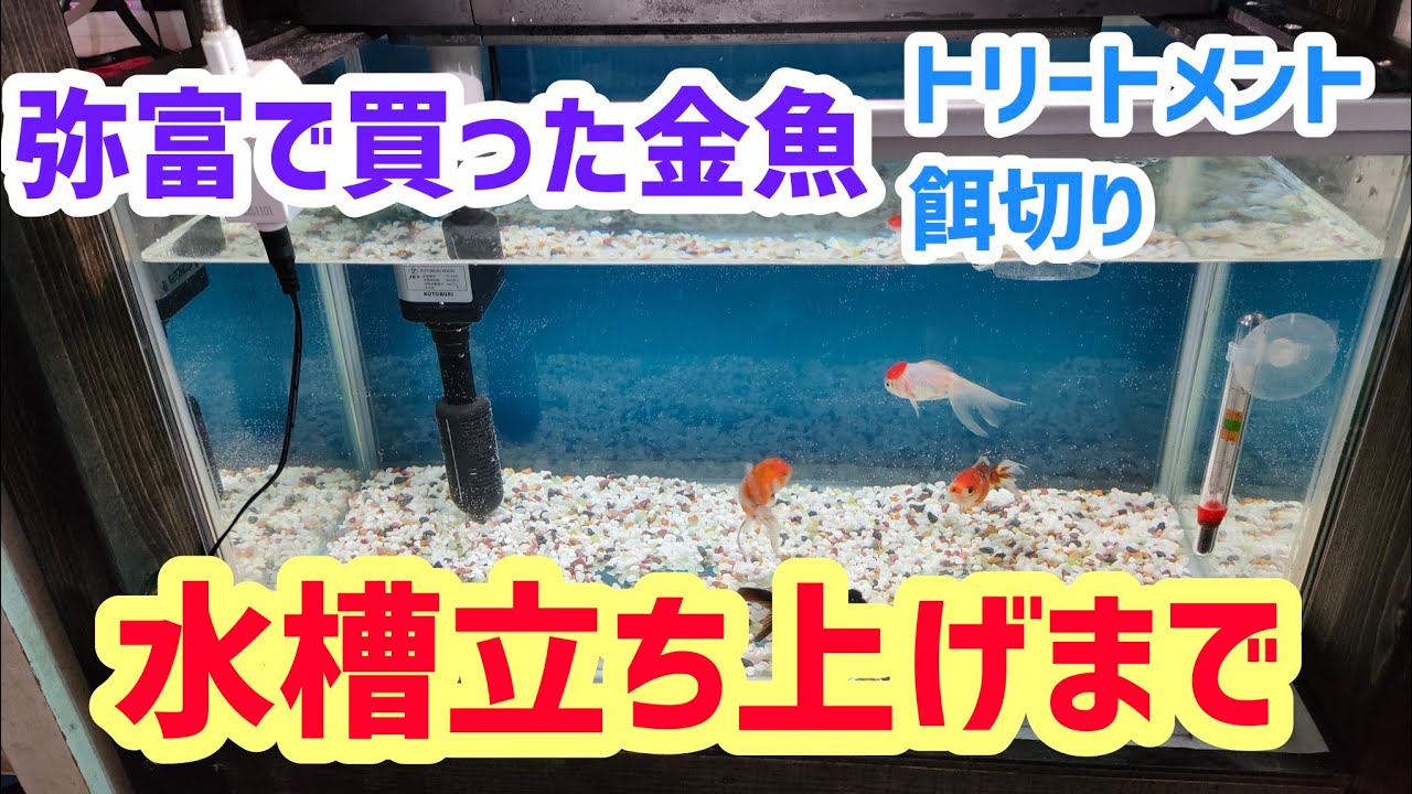 【金魚】【金魚水槽立ち上げ】【金魚トリートメント】初めての金魚水槽立ち上げ