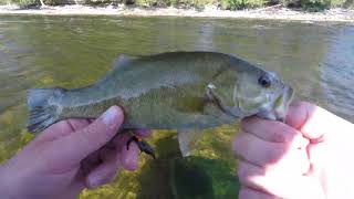 Testing OPST Lines (Commando Head & Smooth) On Smallmouth. Awesome!