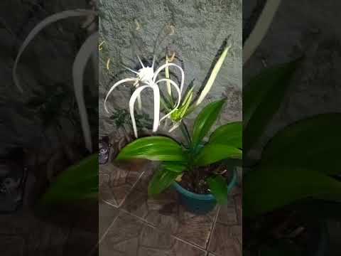 Vídeo: Flor d'himenocallis interior: cura a casa