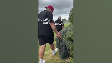 NovaFarm Yield Farm — The future of DeFi in the crypto world!