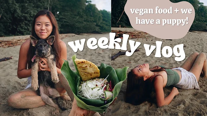 weekly vlog / vegan food, puppy sitting, & life in costa rica