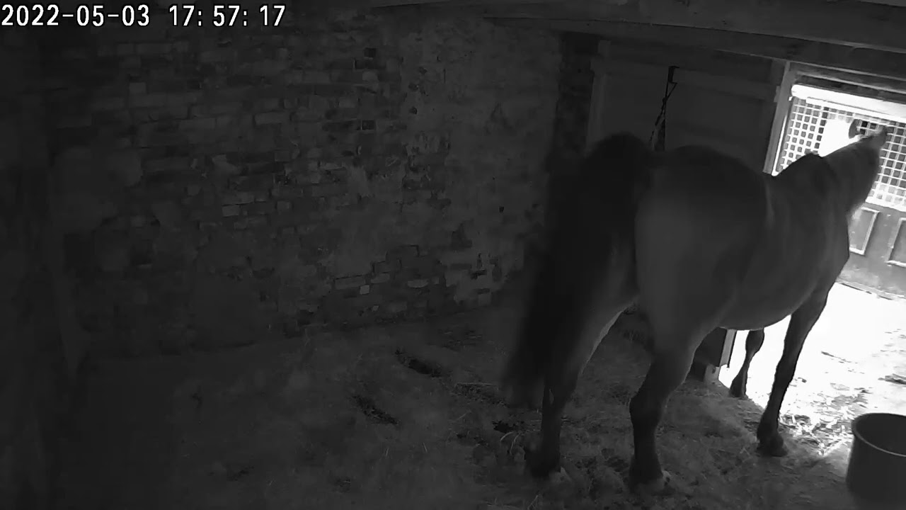 Horse taking a dump YouTube