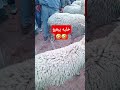 صحاب خليه يبعبع الخير موجود وطلب كاين   