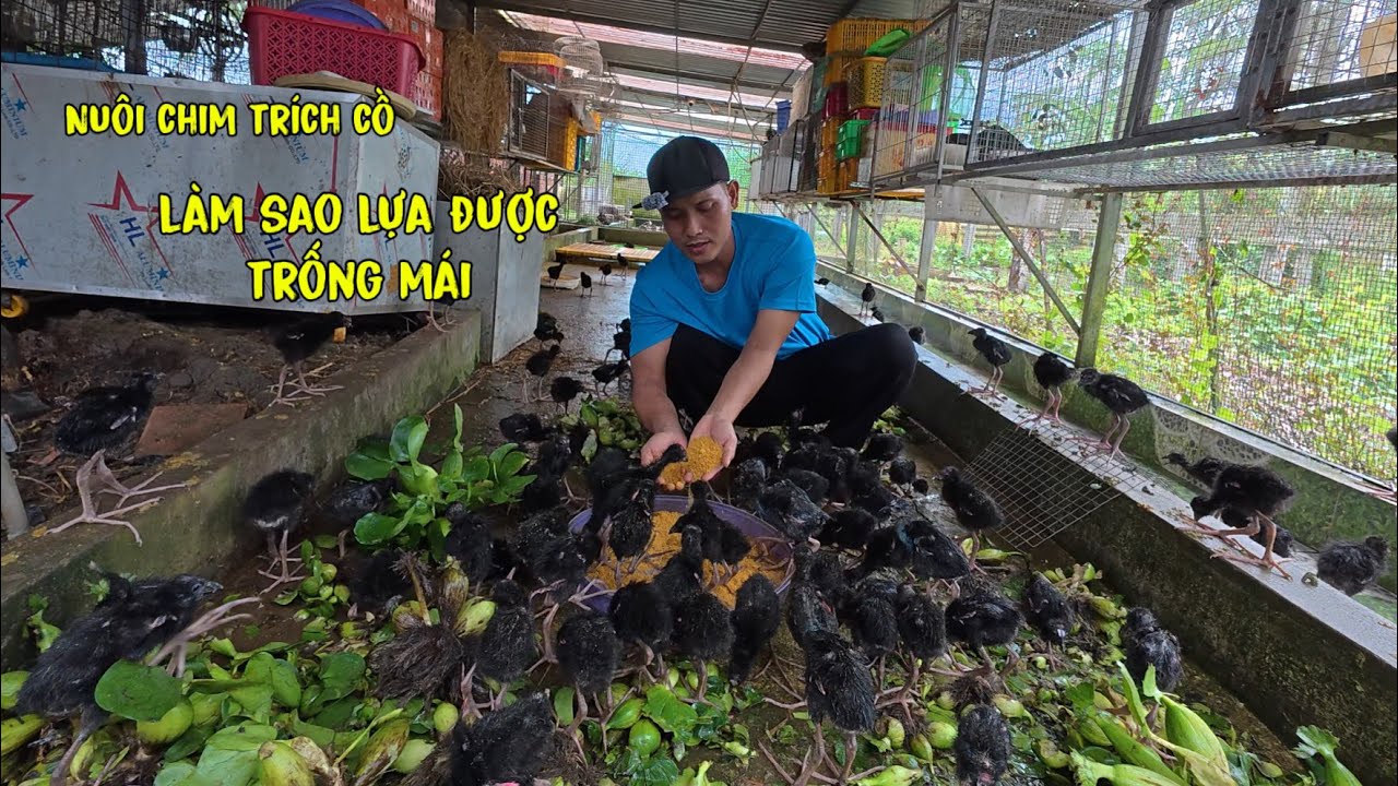 Nuôi Chim Trích Cồ Làm Sao Lựa Được Trống Mái Chính Xác 100%/Góc Chăn Nuôi