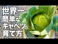 【誰でも出来る】週一作業でキャベツを簡単に水耕栽培する方法｜省スペースで立派に育つ最強のバケツ栽培｜How to Grow Cabbage Easily with Hydroponics